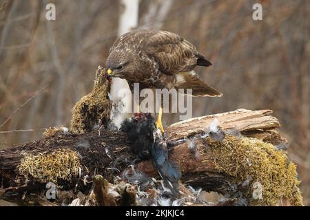 Steppenbussard (Buteo buteo), der sich von europäischer Elster (Pica pica) Allgäu, Bayern, Deutschland, Europa ernährt Stockfoto