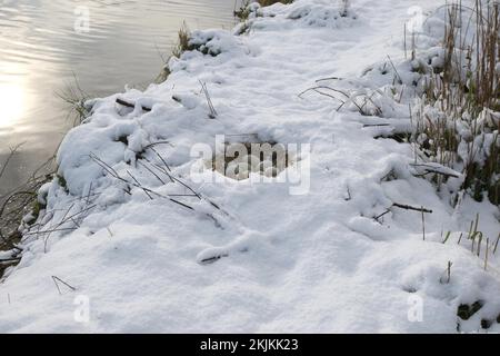 Stummes Schwan (Cygnus olor) Nest mit Eiern im Schnee, Allgäu, Bayern, Deutschland, Europa Stockfoto