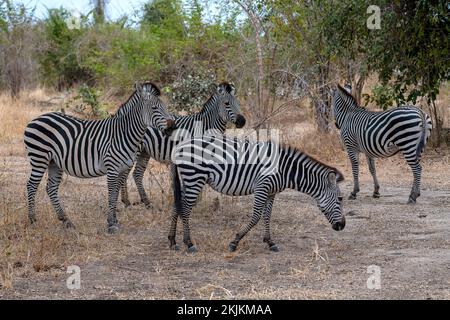 Prärie Zebra der Unterart Crawshay-Zebra (Equus quagga crawshayi), Gruppe im Schatten, Herde, Süd-Luangwa, Sambia, Afrika Stockfoto