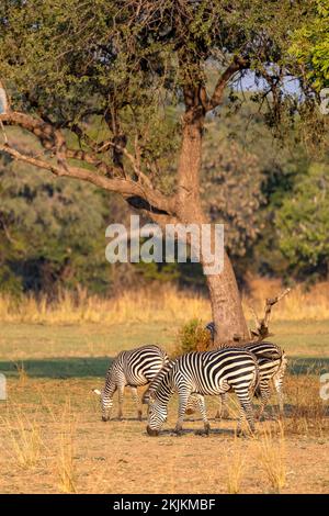 Prärie Zebra der Unterart Crawshay-Zebra (Equus quagga crawshayi), Herdenfütterung vor dem Baum, Süd-Luangwa, Sambia, Afrika Stockfoto