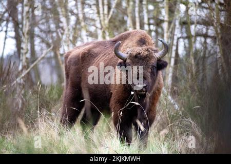 Europäischer Bison (Bos bonasus), Bison-Futtersuche auf einer Lichtung, Naturschutzgebiet Döberitzer Heide, Brandenburg, Deutschland, Europa Stockfoto