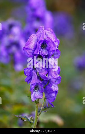 Monkshood (Aconitum carmichaelii arendsii), Herbstmonkshood, Heimatland China, Deutschland, Europa Stockfoto