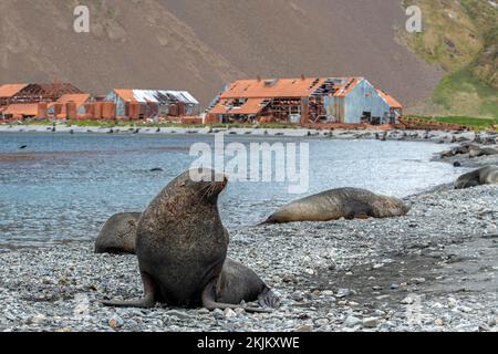 Seebären vor der South Georgia Whaling Station Stromness Bay Stockfoto