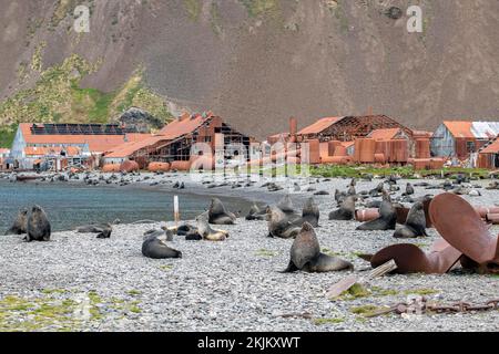 Seebären vor der South Georgia Whaling Station Stromness Bay Stockfoto