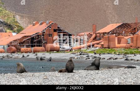Seebären vor der South Georgia Whaling Station Stromness Bay Stockfoto