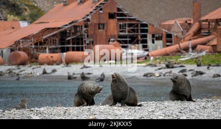 Seebären vor der South Georgia Whaling Station Stromness Bay Stockfoto