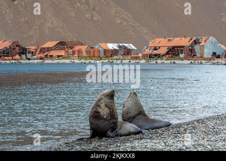 Seebären vor der South Georgia Whaling Station Stromness Bay Stockfoto