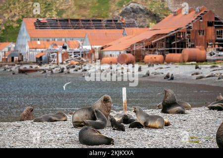 Seebären vor der South Georgia Whaling Station Stromness Bay Stockfoto