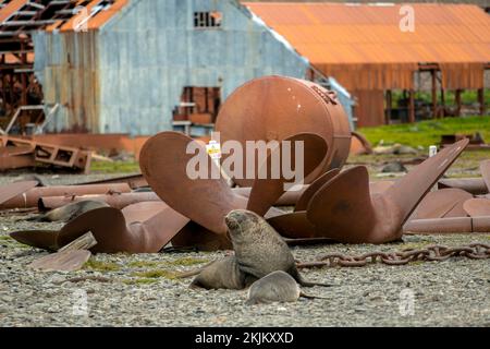 Seebären vor der South Georgia Whaling Station Stromness Bay Stockfoto