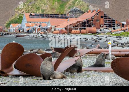 Seebären vor der South Georgia Whaling Station Stromness Bay Stockfoto