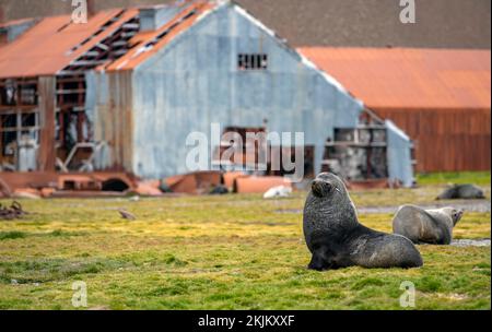 Seebären vor der South Georgia Whaling Station Stromness Bay Stockfoto