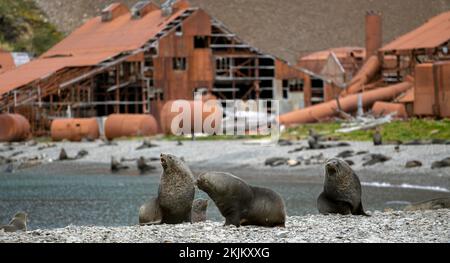 Seebären vor der South Georgia Whaling Station Stromness Bay Stockfoto