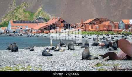 Seebären vor der South Georgia Whaling Station Stromness Bay Stockfoto