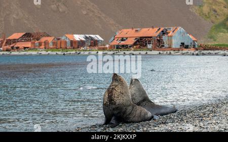 Seebären vor der South Georgia Whaling Station Stromness Bay Stockfoto