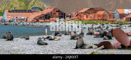 Seebären vor der South Georgia Whaling Station Stromness Bay Stockfoto
