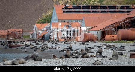 Seebären vor der South Georgia Whaling Station Stromness Bay Stockfoto