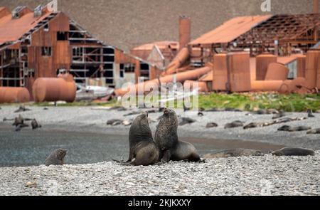 Seebären vor der South Georgia Whaling Station Stromness Bay Stockfoto
