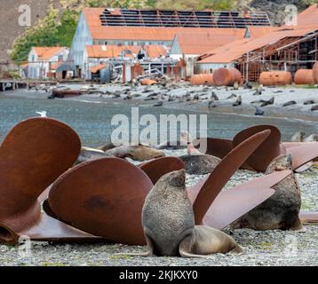 Seebären vor der South Georgia Whaling Station Stromness Bay Stockfoto