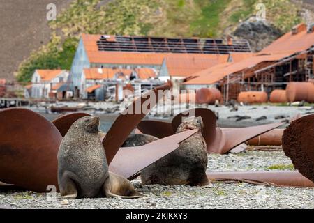 Seebären vor der South Georgia Whaling Station Stromness Bay Stockfoto