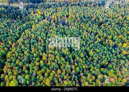 Drohnenansicht des Waldes im Herbst, Region Schwäbischer Wald, Baden-Württemberg, Deutschland, Europa Stockfoto