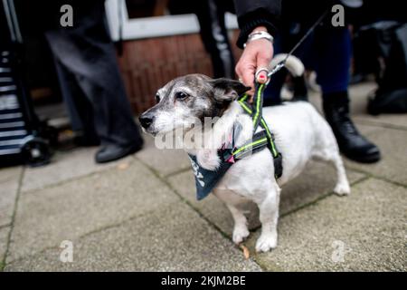 Bremen, Deutschland. 18.. November 2022. Jack Russell Terrier „Teddy“ steht mit seinem Besitzer in einer Schlange vor der Bremer Tiertafel-Dispensaireanstalt. Die Zahl der bedürftigen Haustierbesitzer und die Nachfrage nach Heimtierfutter und Sachspenden sind in diesem Jahr stark gestiegen. (Dpa: "Die Nachfrage in Tiertafeln in Niedersachsen und Bremen steigt") Kredit: Hauke-Christian Dittrich/dpa/Alamy Live News Stockfoto