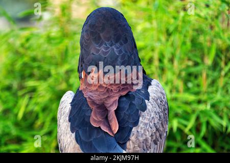 Bateleur (Terathopius ecaudatus), gefangen, Vorkommen in Afrika, Gefieder, Blick von hinten, Vogelpark, Adlerwarte Berlebeck, Detmold, Nordrhein-West Stockfoto