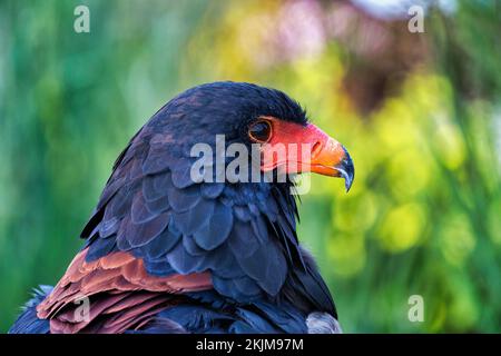 Bateleur (Terathopius ecaudatus), gefangen, Vorkommen in Afrika, Porträt, Vogelpark, Adlerwarte Berlebeck, Detmold, Nordrhein-Westfalen, Deutschland, Stockfoto