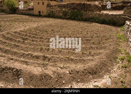 Landwirtschaftliche Landschaft in kalten Wüstenregionen des Zanskar-Tals von Ladakh Stockfoto