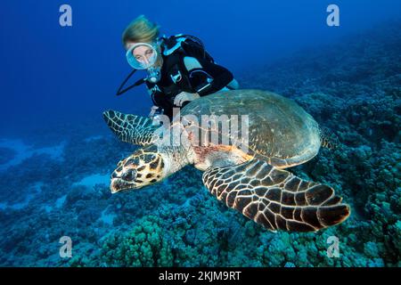 Taucherinnen, die eine große Meeresschildkröte beobachten, die in einer Meeresschildkröte im Vordergrund (Eretmochelys imbricata), im Roten Meer, Safaga, Ägypten, Guatemala Stockfoto