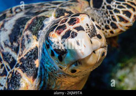 Nahaufnahme des Kopfes Portrait der Meeresschildkröte Hawksbill Meeresschildkröte (Eretmochelys imbricata) mit direktem Blick auf den Betrachter, den Pazifik, Yap Island, Yap State Stockfoto