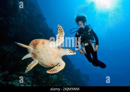 Taucher, die große Meeresschildkröten beobachten, die im Vordergrund schwimmen (Eretmochelys imbricata), Rotes Meer, Golf von Akaba, Dahab, Sina Stockfoto