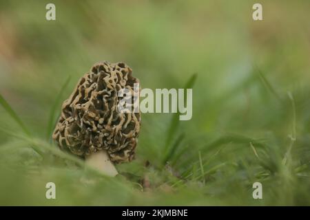 Graue essbare Morchel, Gemeine Morchel, Morchella vulgaris, Morchella, Morchelartige, Morchellaceae, Pezizales, Pezizales, Pilz, Tubular-Fu Stockfoto