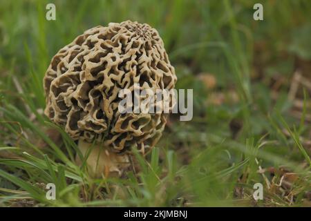 Graue essbare Morchel, Gemeine Morchel, Morchella vulgaris, Morchella, Morchelartige, Morchellaceae, Pezizales, Pezizales, Pilz, Tubular-Fu Stockfoto