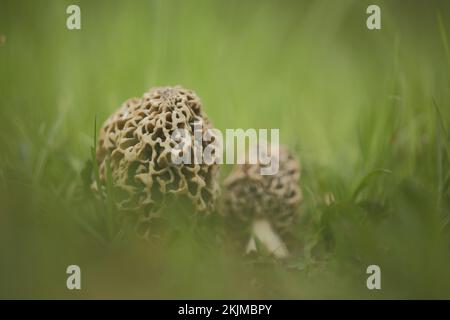 Graue essbare Morchel, Gemeine Morchel, zwei Morchel (Morchella vulgaris), Morchel, Morchella, Morchelartige, Morchellaceae, Pezizales, Pezizales, Pilz, Badewanne Stockfoto