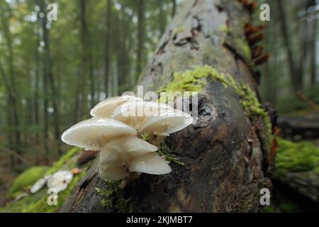 Buche Schleim Rüschen, Klumpen, Gruppe, Baumstamm, Umgebung, Unschärfe, Porzellanpilz (Oudemansiella mucida), Wurzelrüffel, Schleimrüffel, Wurzelrüffel, Slim Stockfoto