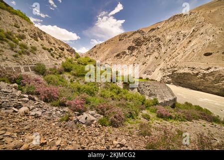 Malerischer Blick auf die kalte Wüste mit rosa Blumen und Laub auf dem Weg nach Zanskar im indischen Bundesstaat Ladakh Stockfoto