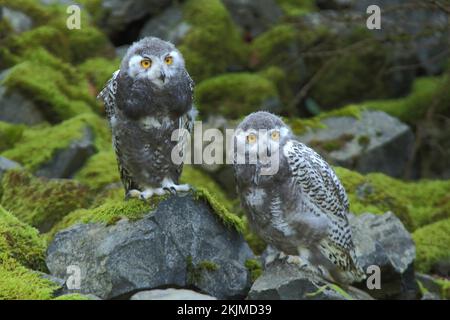 Schneeeule (Bubo scandiacus), jugendlich, männlich, weiblich, zwei, Stein, Stein, Moos, Gefangener Stockfoto