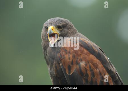 Harris Falke (Parabuteo unicinctus), weiblich, schreiend, Schnabel, offen, Porträt, Zunge, gefangen Stockfoto