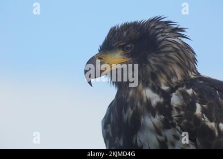 Weißkopfseeadler (Haliaeetus leucocephalus), weiblich, juvenil, Porträt, gefangen Stockfoto