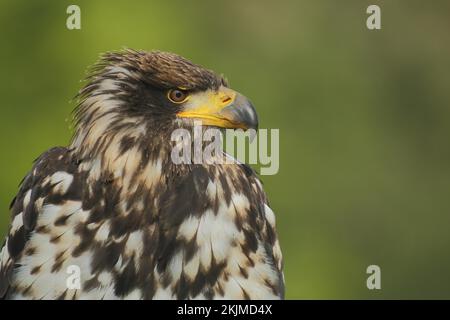 Weißkopfseeadler (Haliaeetus leucocephalus), weiblich, juvenil, Porträt, gefangen Stockfoto