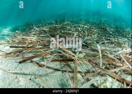 Tote Blätter (Posidonia oceanica), Kokkini Hani, Kreta Stockfoto