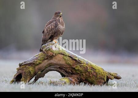 Steppenbussard (Buteo buteo) dunkle Variante, dunkler Morph, auf dem Baumstamm lauernd, Frost, Heifrost, Jagdmäuse, Mittelelbe Biosph Stockfoto