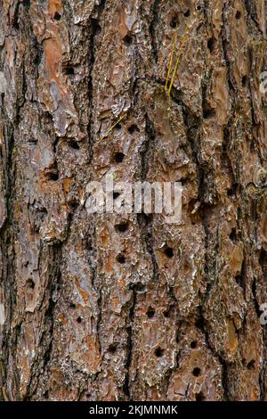 Pitch Pine, Pinus rigida, Rinde mit Specht in den Pocono Mountains in Pennsylvania Stockfoto