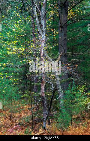 Ein gemischter Wald aus Nadelbäumen und Deziduesen im Herbst. Die Pocono Mountains in Pennsylvania Stockfoto