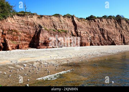 Blick auf den Strand und die Klippen in Pennington Point, Sidmouth, Devon, Großbritannien, Europa, Stockfoto