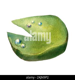 Grünes Seeroseblatt mit Tau-Tropfen auf einem isolierten weißen Hintergrund, wasserfarbener Clipart Stockfoto