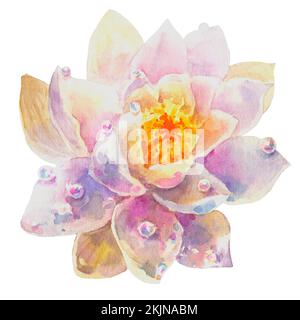 Weißwasserlilie Blume mit Tautropfen, Aquarell Illustration, Handzeichnung, Flora Hochzeit Stockfoto
