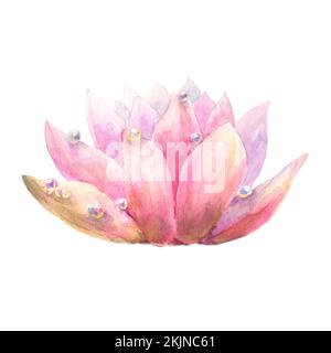Rosa Seerosse Blume mit Taufarben, Aquarell Illustration isoliert auf weißem Hintergrund Handzeichnung. Stockfoto