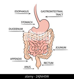 MAGEN-DARM-TRAKT Medizin Bildungsdiagramm Vektorschema menschliche Hand Zeichnung Vektor Illustration Set Stock Vektor