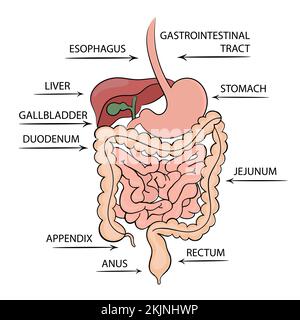 MAGEN-DARM-TRAKT-STRUKTUR Medizin Bildungsdiagramm Vektorschema von Hand gezogener menschlicher Vektor Illustration Set Stock Vektor